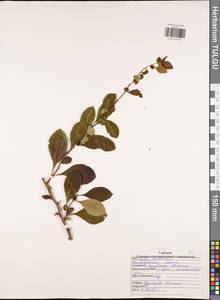 Pseudocydonia sinensis (Thouin) C. K. Schneid., Восточная Европа, Центральный район (E4) (Россия)