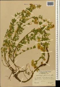 Medicago sativa subsp. glomerata (Balb.) Rouy, Кавказ, Южная Осетия (K4b) (Южная Осетия)