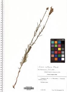 Linaria biebersteinii subsp. ruthenica (Blonski) Ivanina, Восточная Европа, Средневолжский район (E8) (Россия)