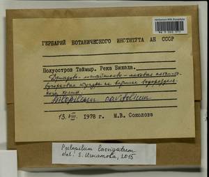 Psilopilum laevigatum (Wahlenb.) Lindb., Гербарий мохообразных, Мхи - Красноярский край, Тыва и Хакасия (B17) (Россия)