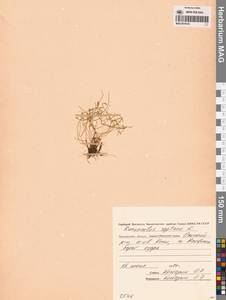 Лютик распростертый, Лютик стелющийся L., Сибирь, Чукотка и Камчатка (S7) (Россия)