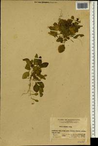 Viola diffusa Ging. ex DC., Зарубежная Азия (ASIA) (КНР)