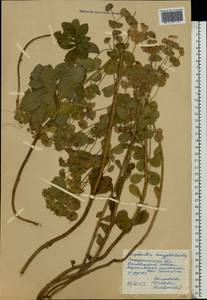 Молочай миндалевидный L., Восточная Европа, Западно-Украинский район (E13) (Украина)