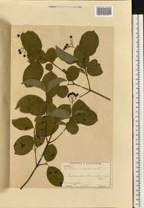 Cornus sanguinea subsp. sanguinea, Восточная Европа, Московская область и Москва (E4a) (Россия)