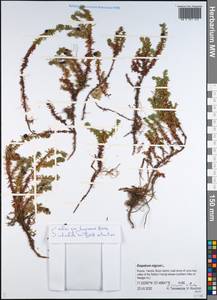 Водяника черная, Шикша черная L., Сибирь, Якутия (S5) (Россия)