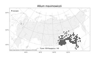 Allium maximowiczii, Лук Максимовича Regel, Атлас флоры России (FLORUS) (Россия)