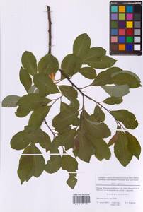 Ива козья L., Восточная Европа, Московская область и Москва (E4a) (Россия)