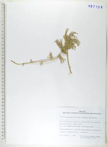 Дифазиаструм альпийский (L.) Holub, Сибирь, Дальний Восток (S6) (Россия)