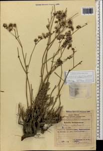 Limonium carnosum (Boiss.) Kuntze, Кавказ, Азербайджан (K6) (Азербайджан)