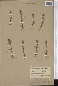 Castilleja attenuata (A. Gray) T.I. Chuang & L.R. Heckard, Америка (AMER) (США)