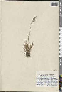 Мятлик, Западная Европа (EUR) (Шпицберген и Ян-Майен)