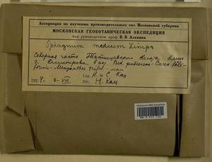 Sphagnum magellanicum Brid., Гербарий мохообразных, Мхи - Москва и Московская область (B6a) (Россия)