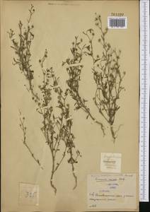 Chaenorhinum minus subsp. minus, Западная Европа (EUR) (Сербия)