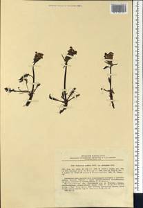 Мытник судетский Willd., Сибирь, Чукотка и Камчатка (S7) (Россия)