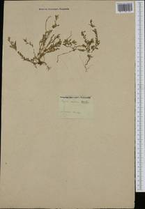 Polygala serpyllifolia J. A. C. Hose, Западная Европа (EUR)