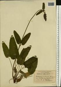 Betonica officinalis subsp. officinalis, Восточная Европа, Московская область и Москва (E4a) (Россия)