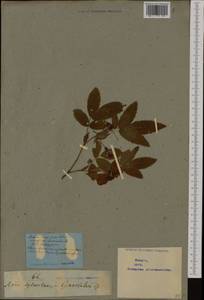 Шиповник собачий, Роза собачья L., Западная Европа (EUR) (Неизвестно)