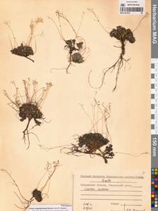 Крупка магаданская Berkut. & A.P.Khokhr., Сибирь, Чукотка и Камчатка (S7) (Россия)