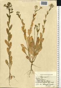 Ярутка полевая L., Восточная Европа, Средневолжский район (E8) (Россия)