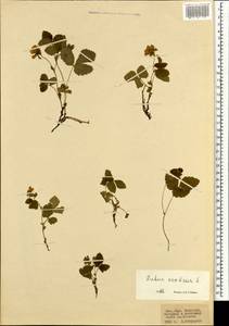 Малина арктическая, Княженика, Поленика L., Монголия (MONG) (Монголия)