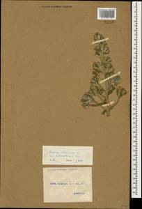 Синяк Биберштейна (Lacaita) Greuter & Burdet, Кавказ, Грузия (K4) (Грузия)