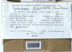 Fuscocephaloziopsis lunulifolia (Dumort.) Váňa & L. Söderstr., Гербарий мохообразных, Мхи - Дальний Восток (без Чукотки и Камчатки) (B20) (Россия)