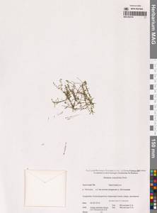 Звездчатка толстолистная Ehrh., Сибирь, Чукотка и Камчатка (S7) (Россия)