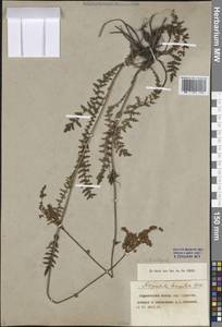 Таволга обыкновенная Moench, Восточная Европа, Центральный лесостепной район (E6) (Россия)