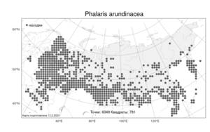 Phalaris arundinacea, Двукисточник тростниковидный L., Атлас флоры России (FLORUS) (Россия)