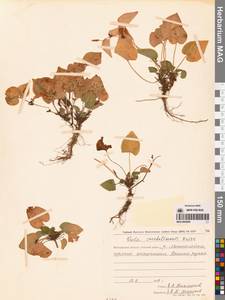 Фиалка сахалинская H.Boissieu, Сибирь, Чукотка и Камчатка (S7) (Россия)