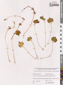 Лютик алтайский Laxm., Сибирь, Чукотка и Камчатка (S7) (Россия)