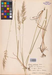 Avenula pubescens (Huds.) Dumort., Восточная Европа, Центральный район (E4) (Россия)