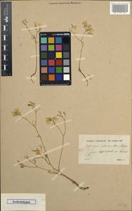 Consolida sulphurea (Boiss. & Hausskn.) P. H. Davis, Зарубежная Азия (ASIA) (Турция)