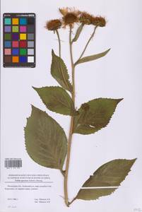 Телекия прекрасная, Телекия великолепная (Schreb.) Baumg., Восточная Европа, Московская область и Москва (E4a) (Россия)