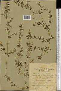 Подмаренник мягкий L., Сибирь, Западная Сибирь (S1) (Россия)