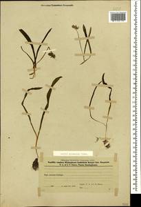 Scilla siberica subsp. caucasica (Miscz.) Mordak, Кавказ, Азербайджан (K6) (Азербайджан)