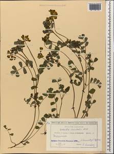 Coronilla orientalis Mill., Кавказ, Грузия (K4) (Грузия)