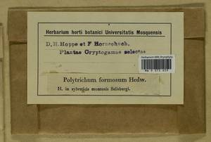 Polytrichum formosum Hedw., Гербарий мохообразных, Мхи - Западная Европа (BEu) (Австрия)