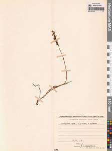 Скрученник китайский (Pers.) Ames, Сибирь, Дальний Восток (S6) (Россия)