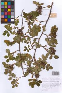 Шиповник почти-собачий (Christ) Dalla Torre & Sarnth., Восточная Европа, Московская область и Москва (E4a) (Россия)