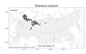 Taraxacum croceum, Одуванчик шафранный Dahlst., Атлас флоры России (FLORUS) (Россия)