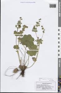 Манжетка Вента V.N.Tikhom., Восточная Европа, Средневолжский район (E8) (Россия)