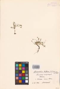 Шерлерия двухцветковая (L.) A. J. Moore & Dillenb., Восточная Европа, Северный район (E1) (Россия)