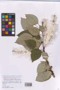 Тополь душистый Fisch., Восточная Европа, Московская область и Москва (E4a) (Россия)