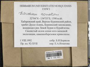 Ditrichum zonatum (Brid.) Braithw., Гербарий мохообразных, Мхи - Дальний Восток (без Чукотки и Камчатки) (B20) (Россия)