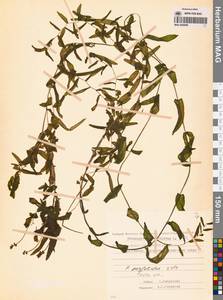 Рдест пронзеннолистный, Рдест стеблеобъемлющий L., Сибирь, Чукотка и Камчатка (S7) (Россия)