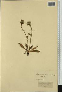 Hieracium dasytrichum subsp. capnoides (Nägeli & Peter) Zahn, Западная Европа (EUR) (Швейцария)