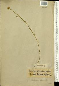 Helichrysum zeyheri Less., Африка (AFR) (ЮАР)