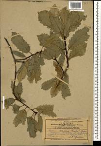 Quercus infectoria subsp. veneris (A.Kern.) Meikle, Кавказ, Азербайджан (K6) (Азербайджан)