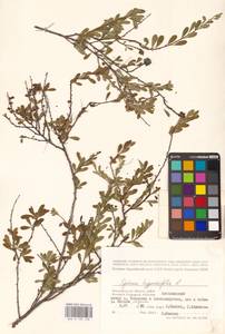 Спирея зверобоелистная, Таволга зверобоелистная L., Восточная Европа, Нижневолжский район (E9) (Россия)